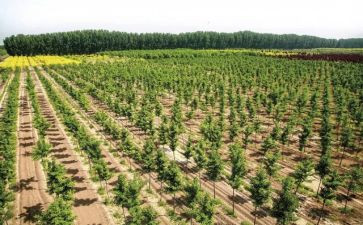 写植树造林的演讲稿6篇