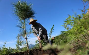 植树造林保护环境演讲稿6篇