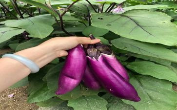 摘茄子作文5篇