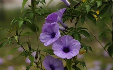 小学生植物作文300字7篇