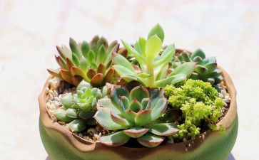 植物作文推荐7篇