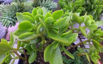 植物作文优质5篇