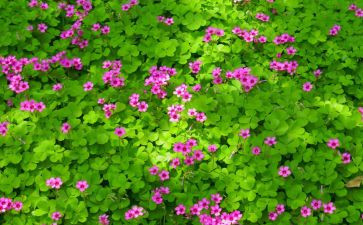 植物作文200字7篇