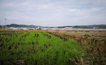 租房合同租赁合同模板6篇